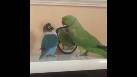 Parrot and the mirror