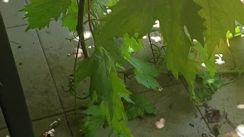 Snake Snagged by Spider's Web