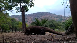 Komodo Dragons Wrestle for Dominance