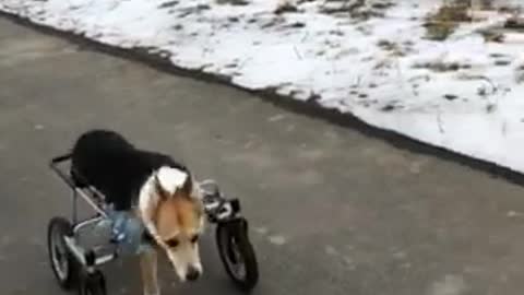 Black brown dog lily with one leg walks in snowy park