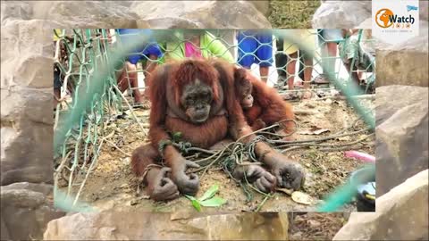 How People Welcomed This Poor Orangutan Mother Will Bring Tears To Your Eyes