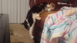 Cat stretching and falls over