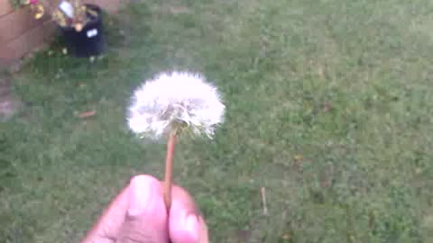 Blowing Dandelion