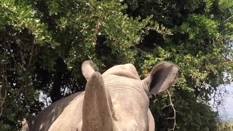 Najin, the Rare White Rhino