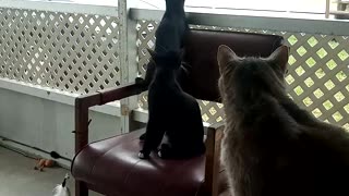 Kittens playing2