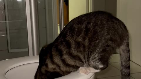 Cat drinking water out of toilet