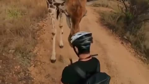 Giraffe stops to sniff man on bike in South Africa h