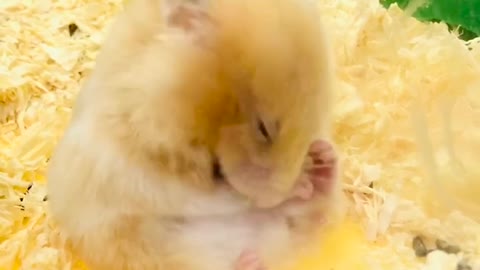 Cute hamster combing