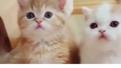 Cute Cat Video funny pet videos and accessories