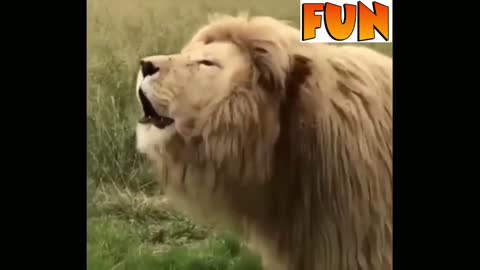 Singing a Lion 🦁 | WhatsApp Status Funny Video