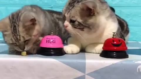 Cute cat funny dansing activities