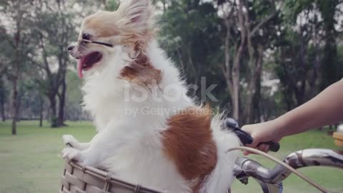 Chihuahua dog with sunglasses on bicycle basket stock video
