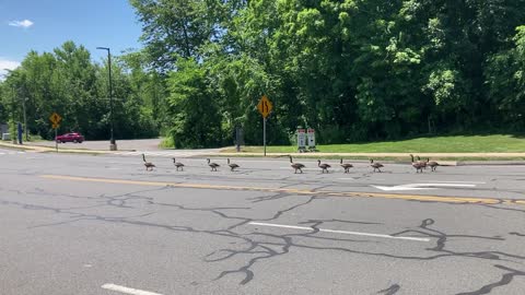 Goose March