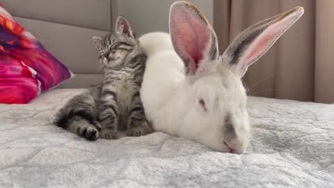 Kitten sleeps with a rabbit - Full video