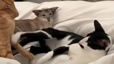 Funny and Cute Cat Videos #311