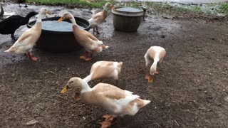 Hanging with the ducks last spring