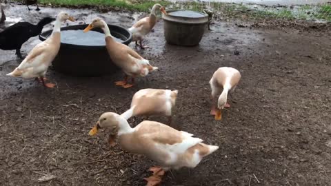 Hanging with the ducks last spring