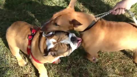 English Bulldog puppy wrestles with Bull Terrier
