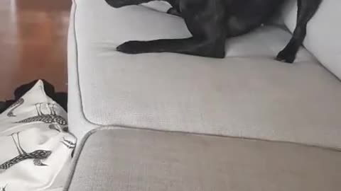 Quarantine zoomies have gotten the best of this doggy