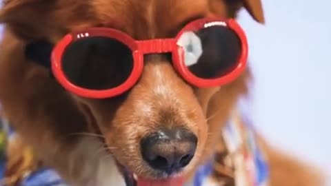 #SHORT#Funny Cute Cat and dogs#video