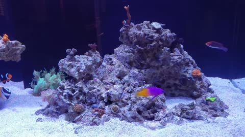 90 Gallon Reef - 9 Months