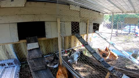 moving Chickens to the new Coop