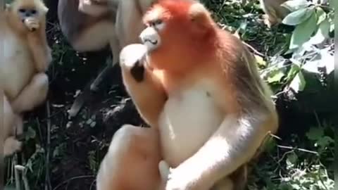 monkey family so cute