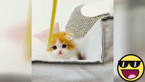 OMG so cute cat best funny video 2021