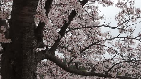 Beautifully swaying with the wind