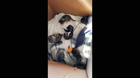 Little kittens playing in a box