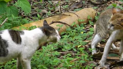 Cat VS Cat - Two Cats Fighting