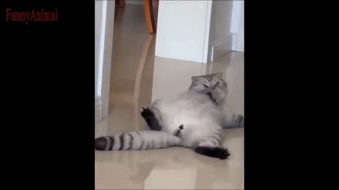 The Best FUNNY CATS Videos - Funny Animal