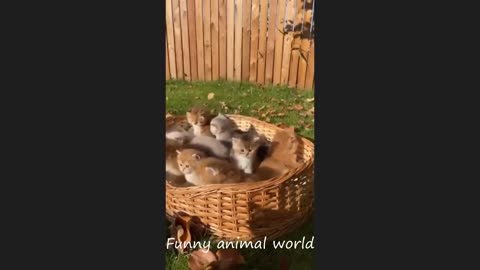 Funny cat videos 2024 | Funny animal videos | cats fail moments 2024 | try not to laugh