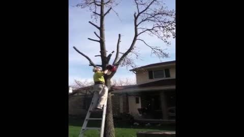 Man Pruning A Tree Knocked Down By Falling Branch