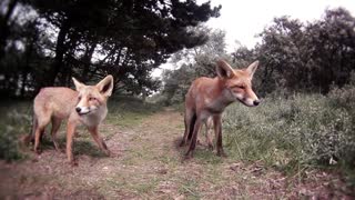 Feeding Wild Foxes