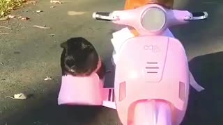 Scooter ride