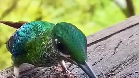 Hummingbird drinking water 💦🌊