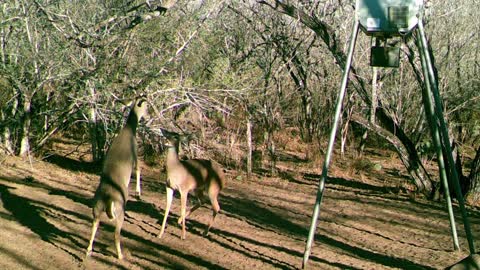 South Texas Trailcam pics, Ep 22.4