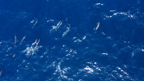 group of dolphins with babies aerial view Martinique mammals deep ocean water