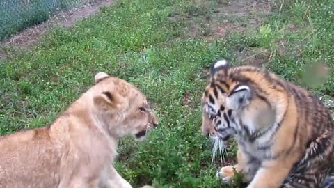 Baby Lion & Tiger playing