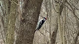 Woody wood pecker