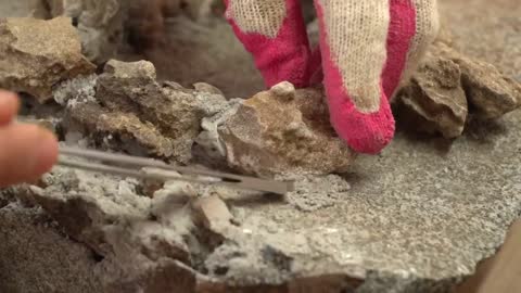 bonsai on rock