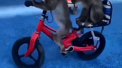 Monkey driving bycicle