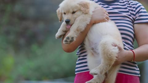 5 weeks golden retriever baby boy