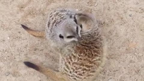 Two Meerkat