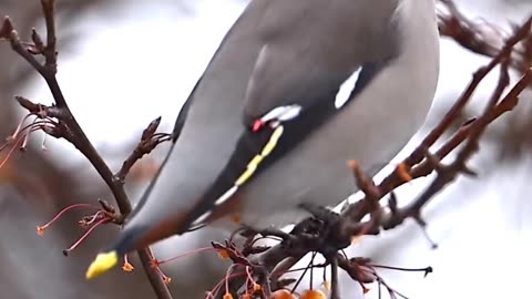 Satisfying Bird ASMR That Makes You Calm Original Satisfying Videos PART - 65