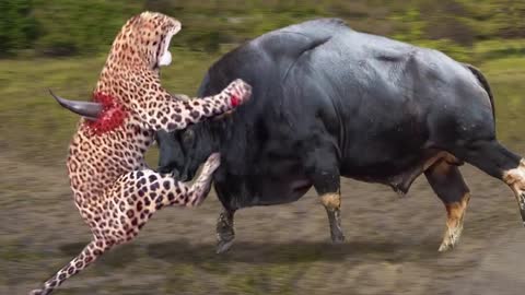 Strong animals in Africa buffalo vs leopard lion receives fierce attacks from the buffalo herd