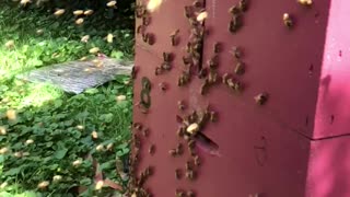 Honeybees with Pollen