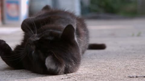 Black Cat Rolling Around On Concrete