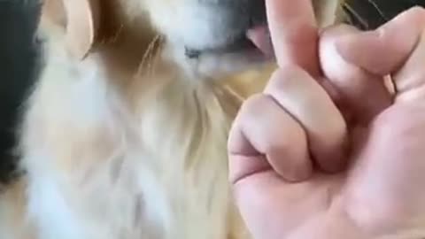 The Cute Dog Reaction